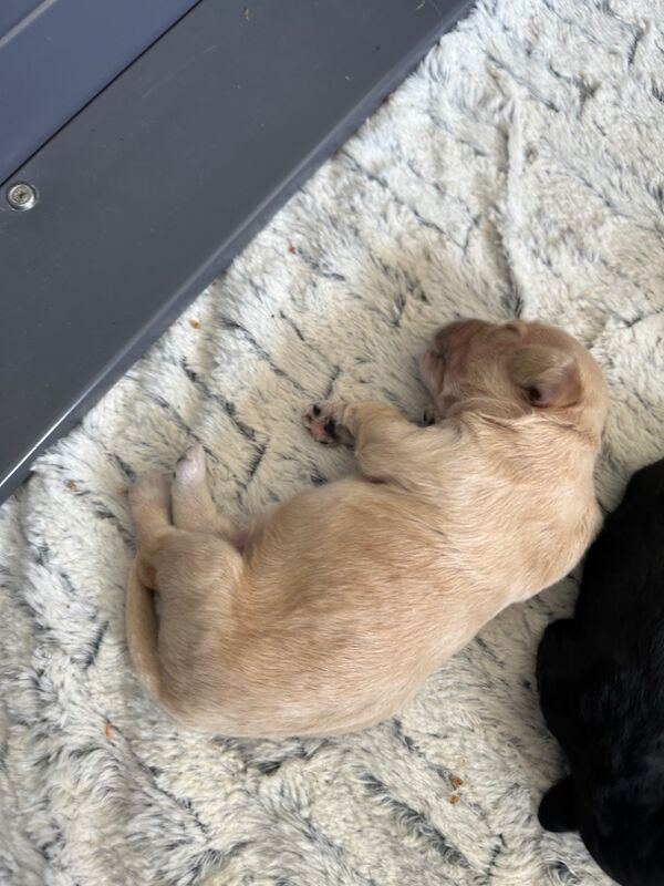 Cockapoo puppies for sale in Stirling, Stirling - Image 6