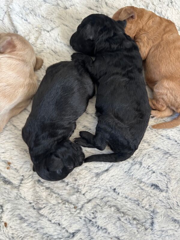 Cockapoo puppies for sale in Stirling, Stirling - Image 7