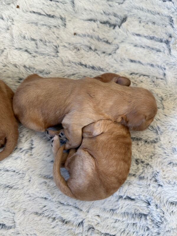 Cockapoo puppies for sale in Stirling, Stirling - Image 8