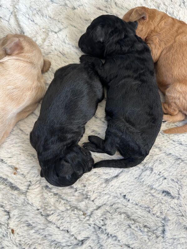 Cockapoo puppies for sale in Stirling, Stirling - Image 9