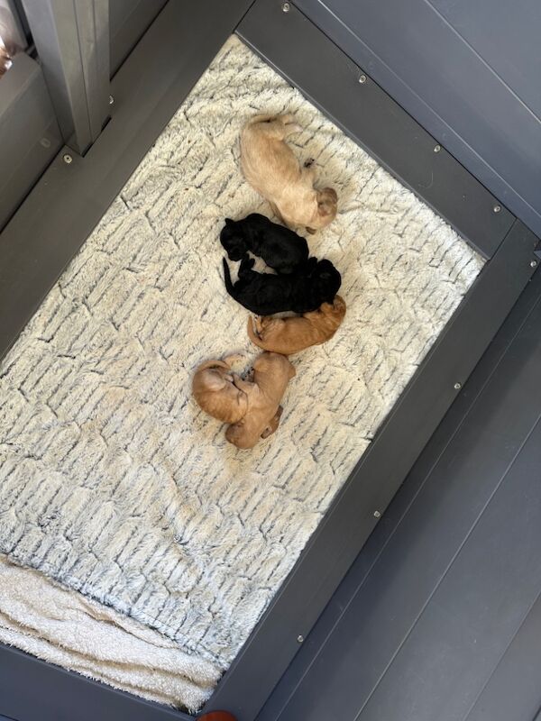 Cockapoo puppies for sale in Stirling, Stirling - Image 10