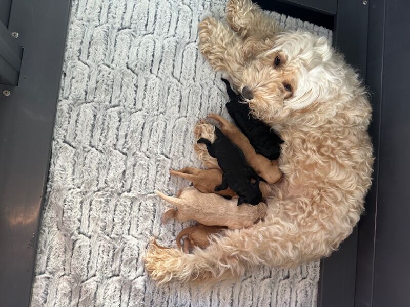 Cockapoo puppies for sale in Stirling, Stirling - Image 11