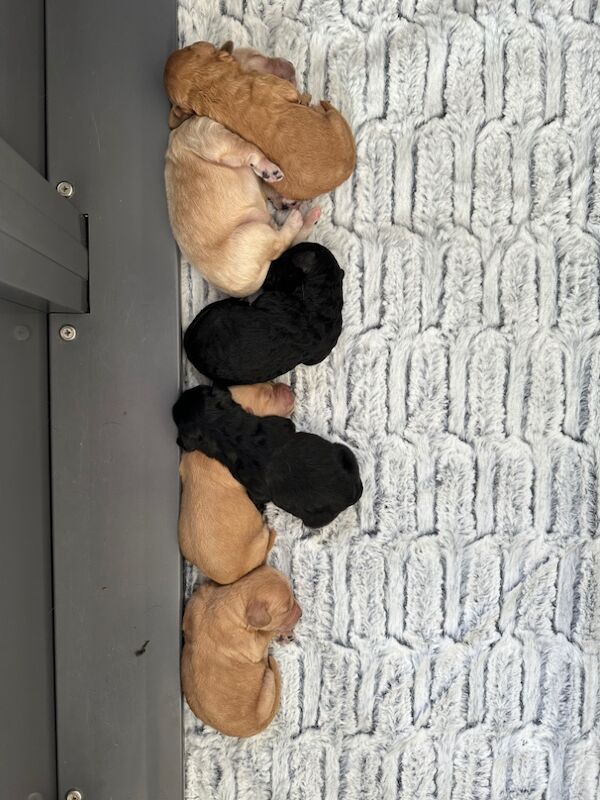 Cockapoo puppies for sale in Stirling, Stirling - Image 12