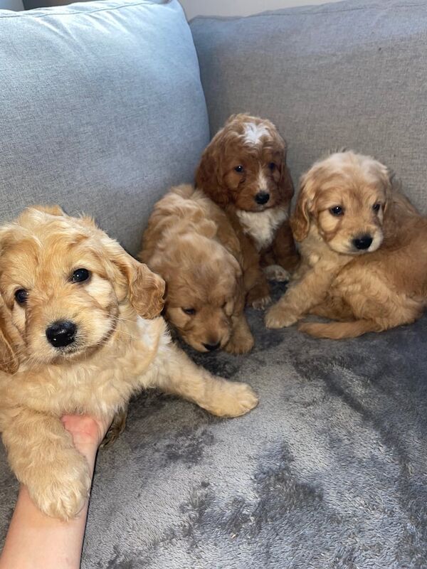 Cockapoo puppies for sale in Bishop Auckland, Durham