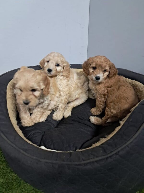 Cockapoo puppies for sale in Craigavon, County Armagh