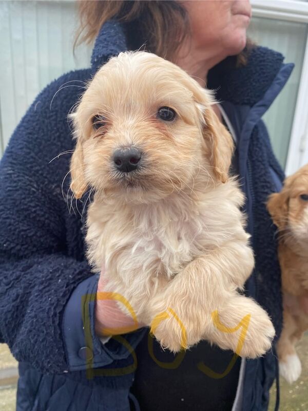 Cockapoo puppies for sale in Yarm, North Yorkshire