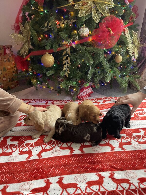 Cockapoo puppies for sale in Poole, Dorset