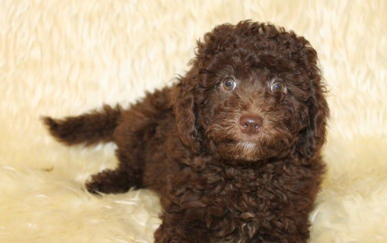 Cockapoo puppies for sale in Maghera, County Londonderry