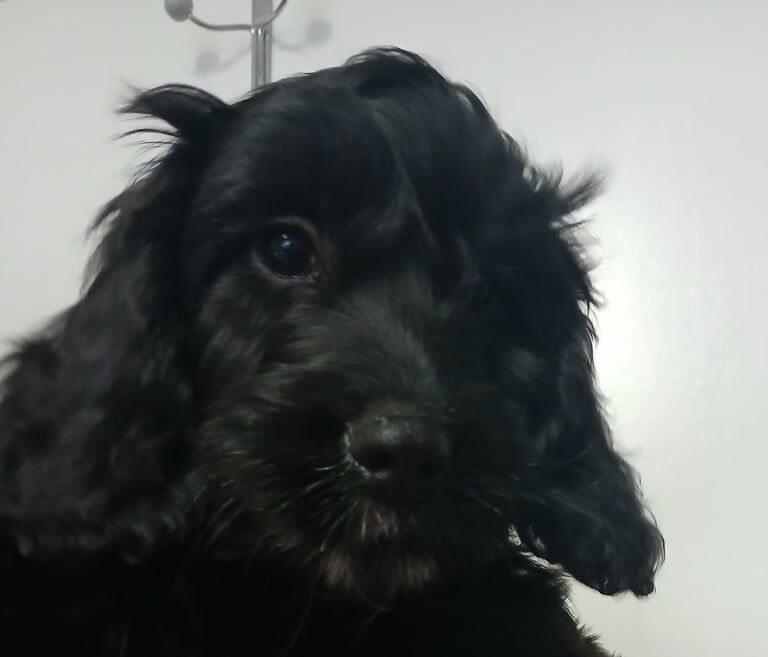 Cockapoo Puppies for sale in South Normanton, Derbyshire