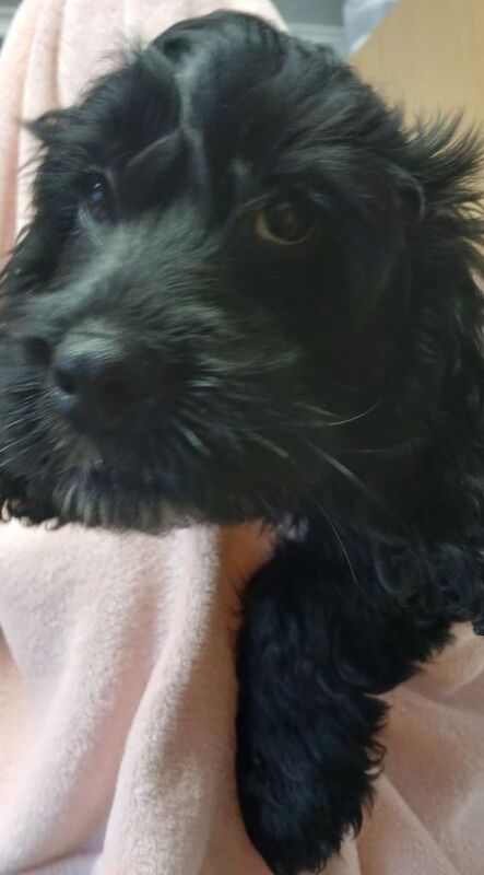 Cockapoo Puppies for sale in South Normanton, Derbyshire - Image 3