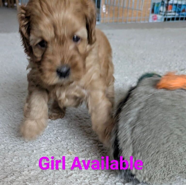 Cockapoo Puppies for sale in Pocklington, East Riding of Yorkshire