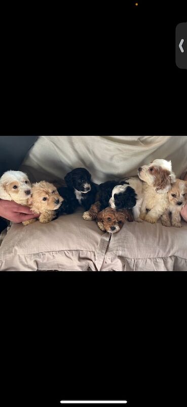 Cockapoo Puppies for sale in Tilbury, Essex