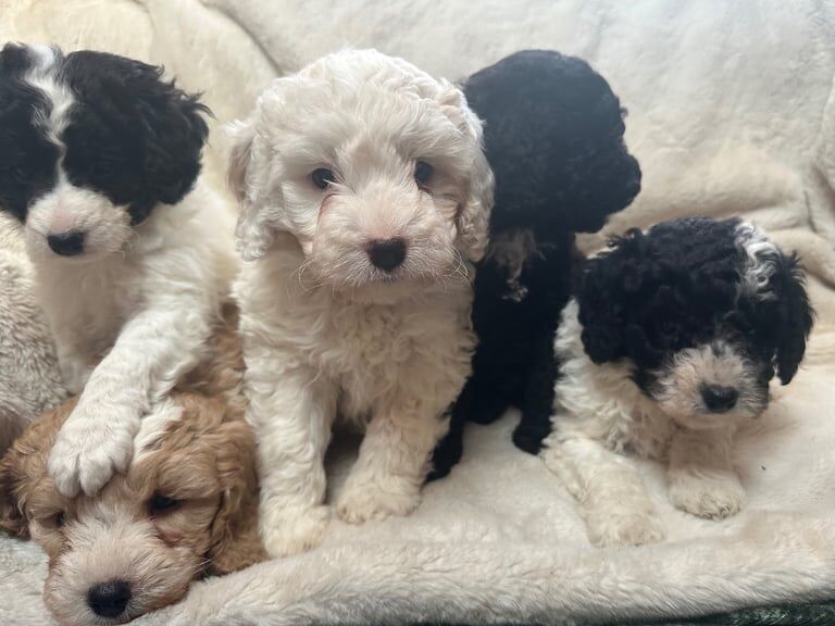 Cockapoo Puppies for sale in Herne Bay, Kent