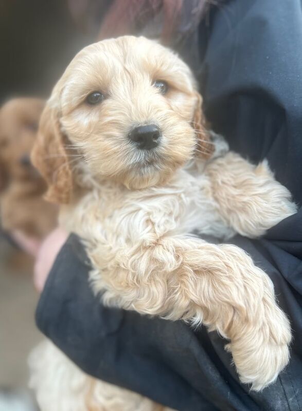 Cockapoo Puppies for sale in Preston, Lancashire