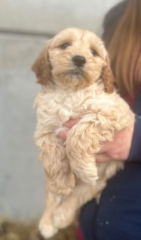 Cockapoo Puppies for sale in Preston, Lancashire - Image 2