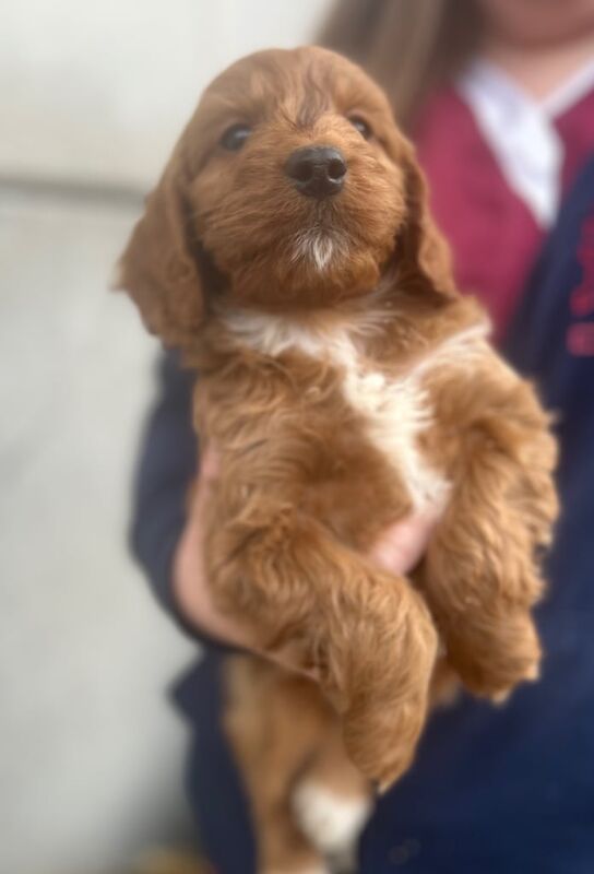 Cockapoo Puppies for sale in Preston, Lancashire - Image 3