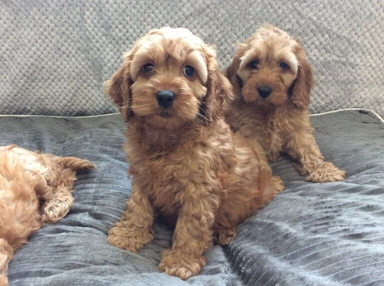 Cockapoo puppies for sale in Newtownbutler, County Fermanagh