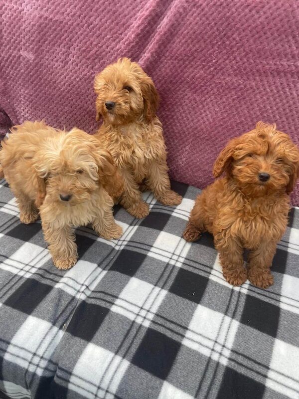 Cockapoo puppies for sale in Lincoln, Lincolnshire - Image 1