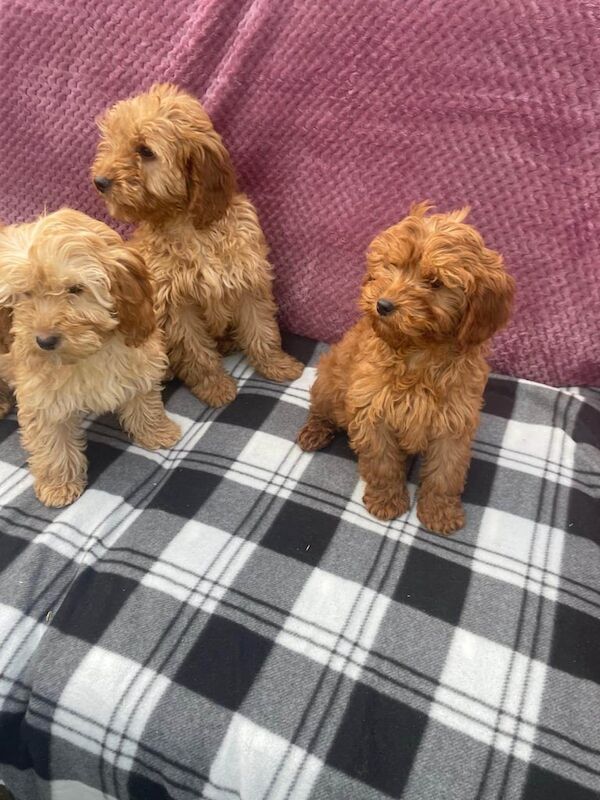 Cockapoo puppies for sale in Lincoln, Lincolnshire - Image 2