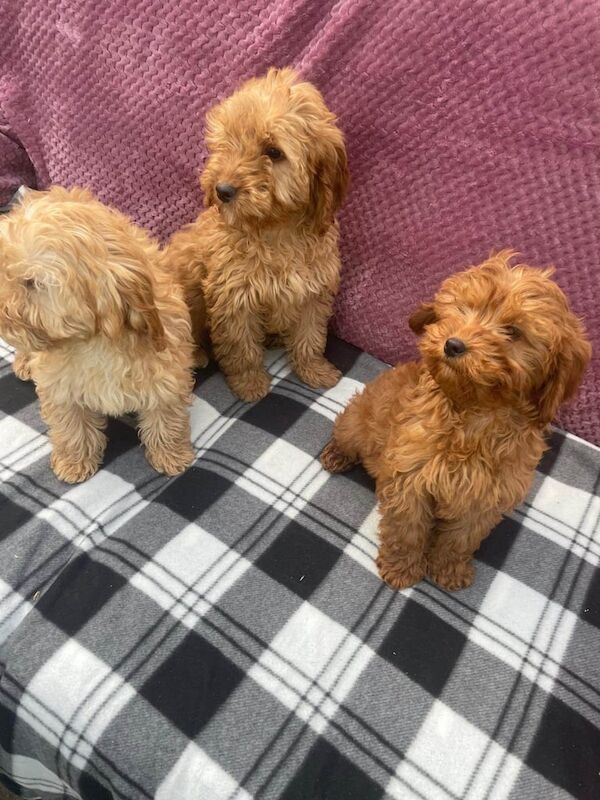 Cockapoo puppies for sale in Lincoln, Lincolnshire - Image 3