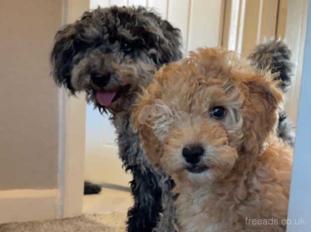 Cockapoo Puppies - Available w/c 12th November for sale in Leeds, West Yorkshire - Image 1