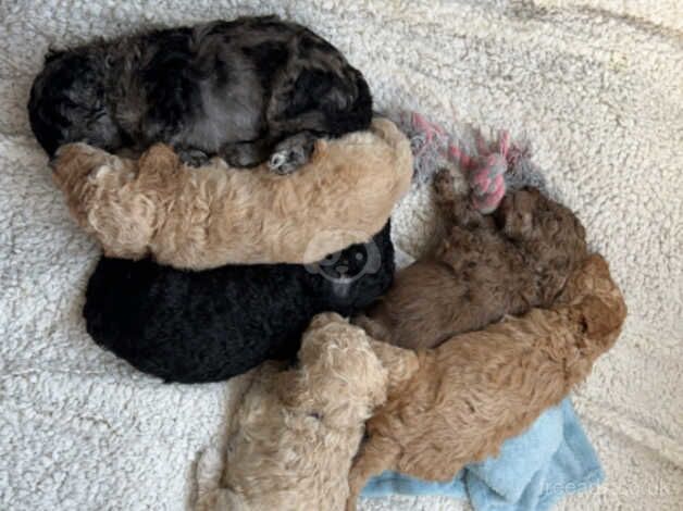 Cockapoo Puppies - Available w/c 12th November for sale in Leeds, West Yorkshire - Image 3