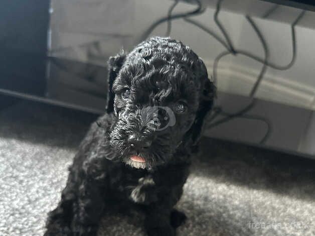 Cockapoo Puppies - Available w/c 12th November for sale in Leeds, West Yorkshire - Image 5