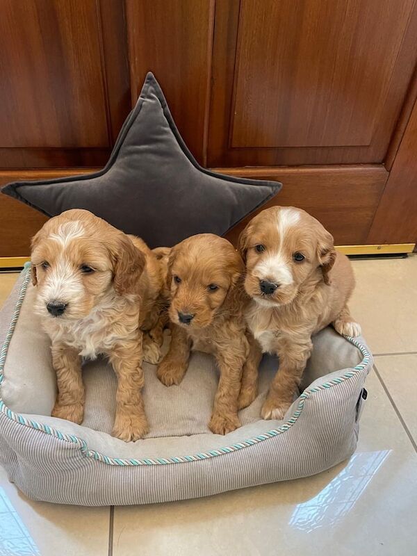 Cockapoo Puppies F1 for sale in Newry, County Armagh