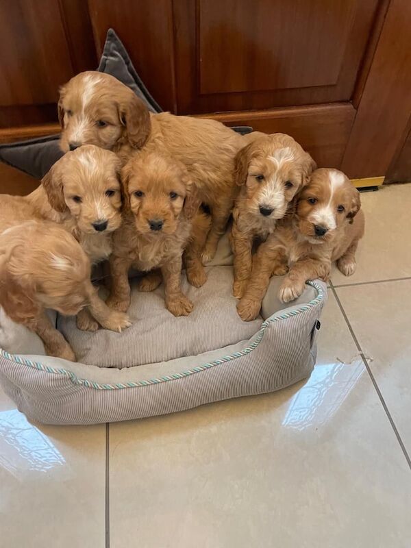 Cockapoo Puppies F1 for sale in Newry, County Armagh - Image 2