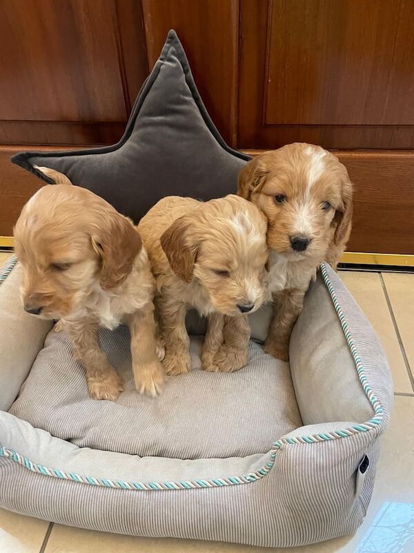 Cockapoo Puppies F1 for sale in Newry, County Armagh - Image 3