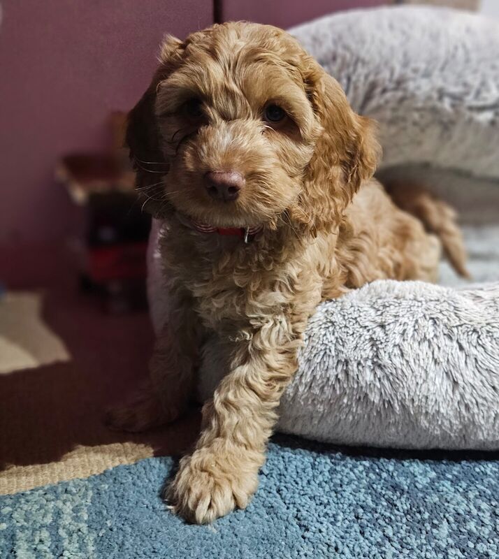 Cockapoo Puppies F1 Champagne Golden for sale in Moreton-in-Marsh, Gloucestershire