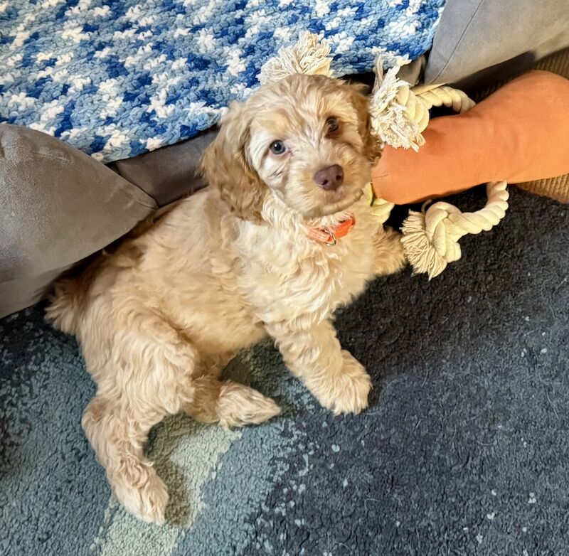 Cockapoo Puppies F1 Champagne Golden for sale in Moreton-in-Marsh, Gloucestershire - Image 3