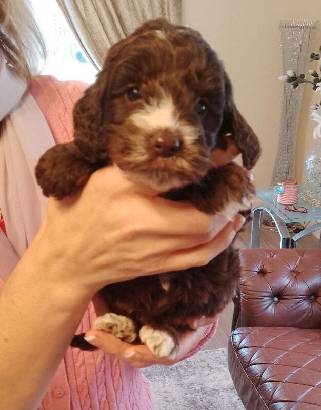 Cockapoo puppies F1 gorgeous 🥰 show) !!!! for sale in Glenrothes, Fife