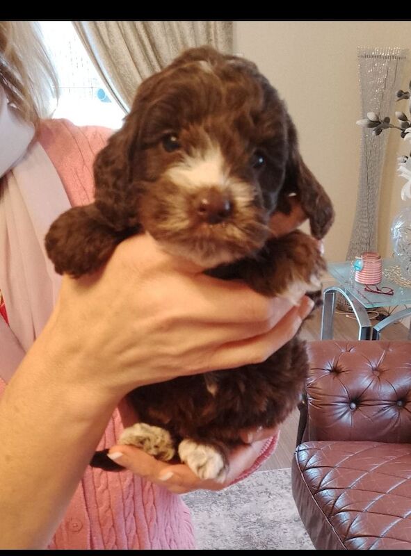 Cockapoo puppies F1 gorgeous 🥰 show) !!!! for sale in Glenrothes, Fife - Image 2