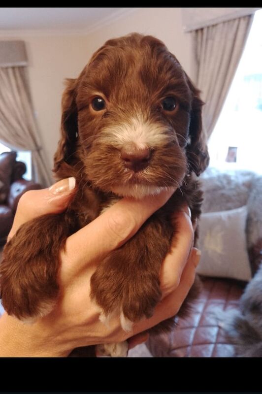 Cockapoo puppies F1 gorgeous 🥰 show) !!!! for sale in Glenrothes, Fife - Image 3