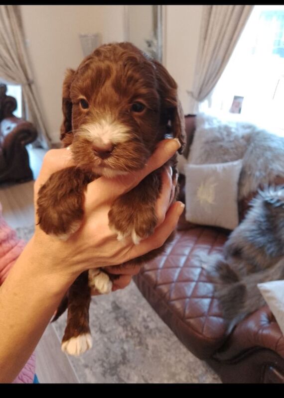 Cockapoo puppies F1 gorgeous 🥰 show) !!!! for sale in Glenrothes, Fife - Image 4