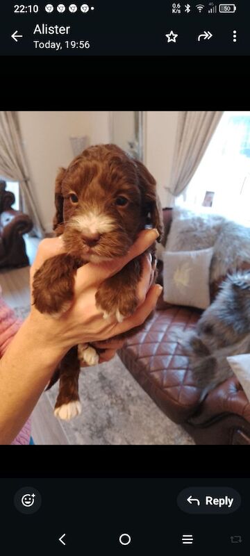 Cockapoo puppies F1 gorgeous 🥰 show) !!!! for sale in Glenrothes, Fife - Image 5