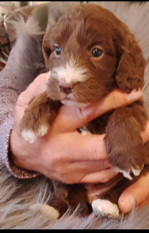 Cockapoo puppies F1 gorgeous 🥰 show) !!!! for sale in Glenrothes, Fife - Image 6