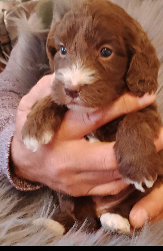 Cockapoo puppies F1 gorgeous 🥰 show) !!!! for sale in Glenrothes, Fife - Image 7