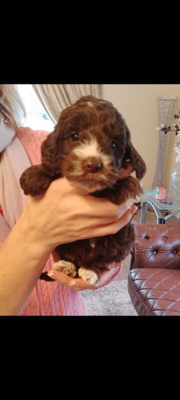 Cockapoo puppies F1 gorgeous 🥰 show) !!!! for sale in Glenrothes, Fife - Image 8