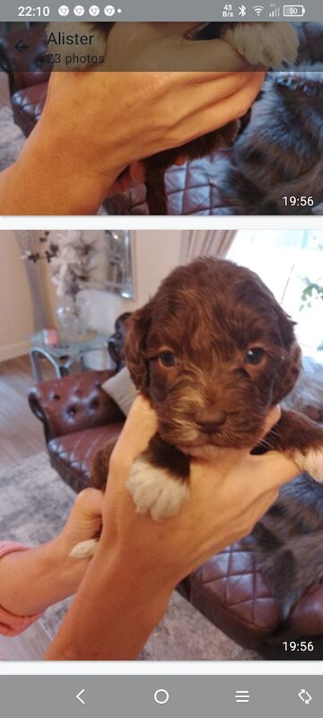 Cockapoo puppies F1 gorgeous 🥰 show) !!!! for sale in Glenrothes, Fife - Image 9