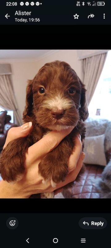 Cockapoo puppies F1 gorgeous 🥰 show) !!!! for sale in Glenrothes, Fife - Image 12