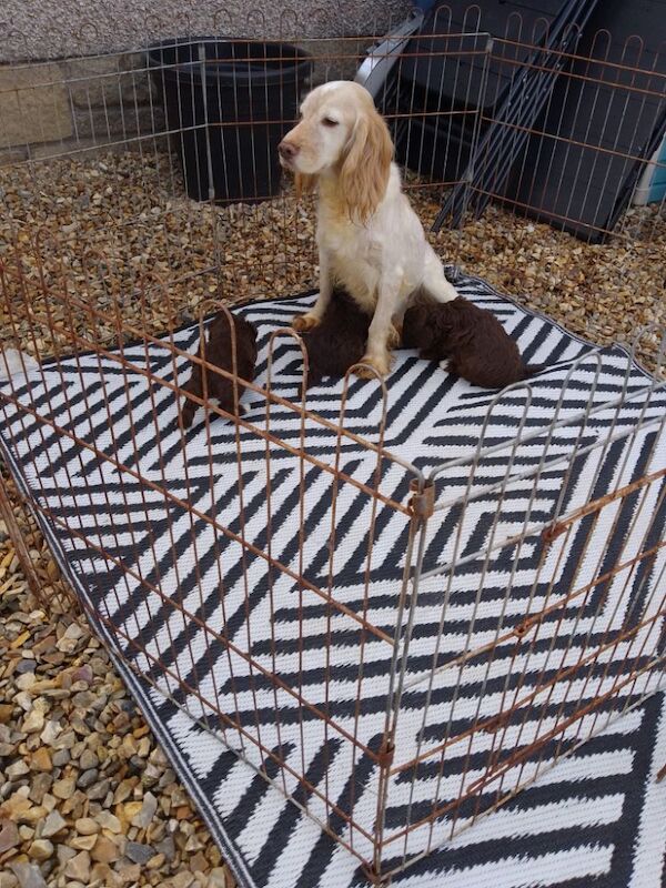 Cockapoo puppies F1 gorgeous 🥰 show) !!!! for sale in Glenrothes, Fife - Image 13