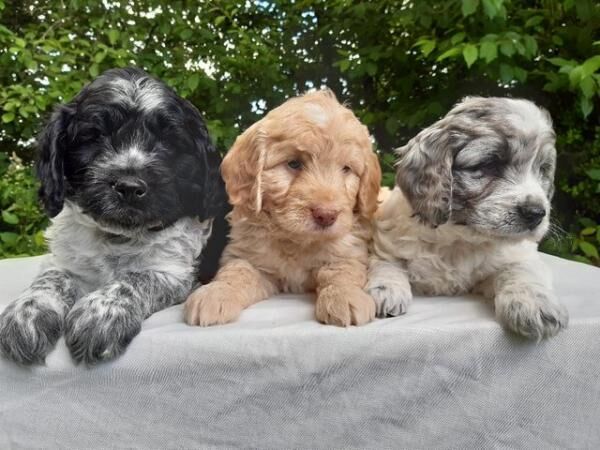 Cockapoo Puppies F1 Health Tested for sale in Shrewsbury, Shropshire