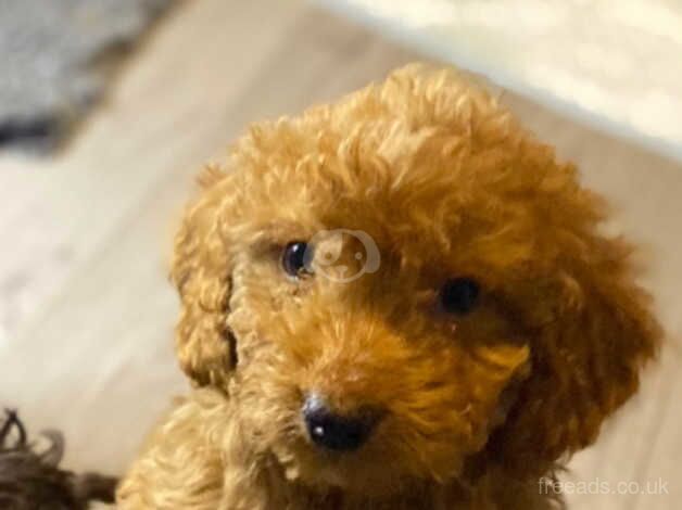 Cockapoo puppies f1b for sale in Beith, North Ayrshire