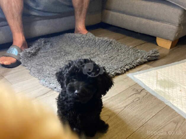 Cockapoo puppies f1b for sale in Beith, North Ayrshire - Image 2