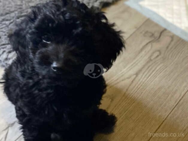 Cockapoo puppies f1b for sale in Beith, North Ayrshire - Image 3