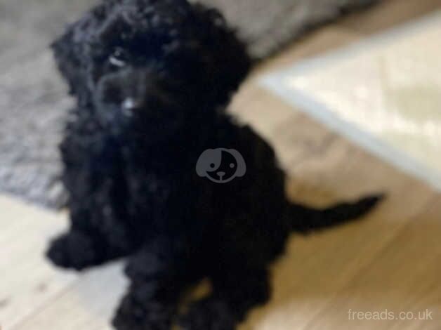 Cockapoo puppies f1b for sale in Beith, North Ayrshire - Image 4