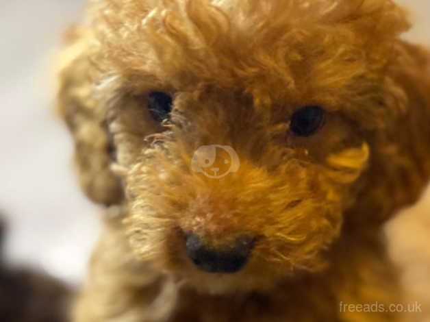 Cockapoo puppies f1b for sale in Beith, North Ayrshire - Image 5