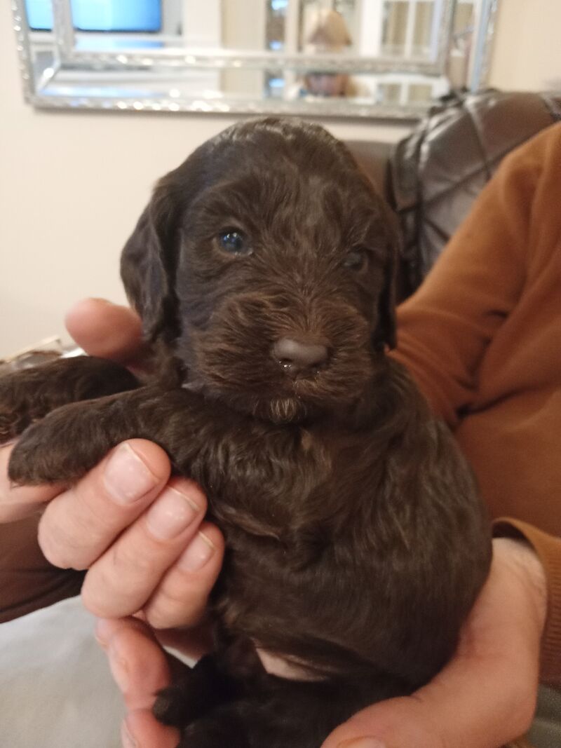 Cockapoo puppies F1'SHOW ♥️ for sale in Glenrothes, Fife